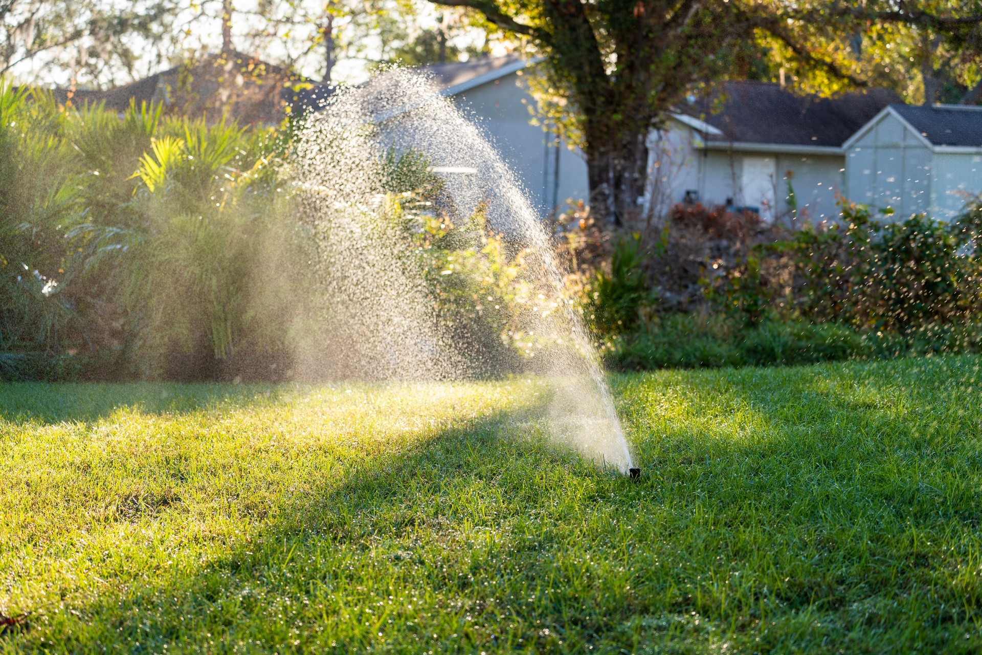 Lawn grass watering with automated sprinkler. Keeping green backyard during dry season